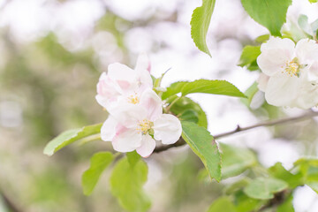 Apple tree flowers close up. blurred background