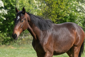 Obraz premium A head of stallion horses, at a sunny day. Dressage horse stallions in a meadow. Breeding horses