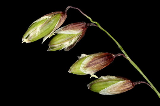 Mountain Melick (Melica nutans). Groups of Spikelets Closeup