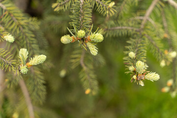 sprig of spruce with young shoots on a blurred background