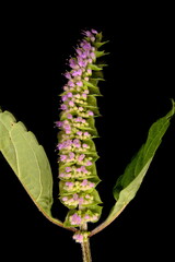 Vietnamese Balm (Elsholtzia ciliata). Inflorescence Closeup