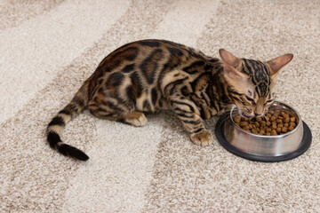 Four month old Bengal kitten eats dry food from a bowl.