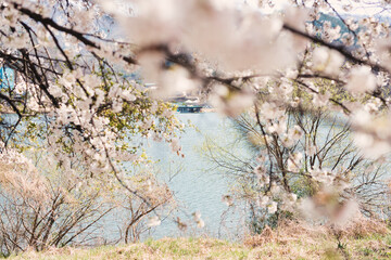 강릉에서의 벚꽃