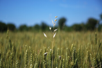 Obraz premium Spighe non ancora mature sotto il cielo azzurro in una giornata di inizio estate