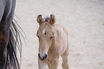 Head of a newborn riding horse colt at the farmyard, part of body, yellow dun color