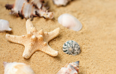 Fototapeta na wymiar Vacation memories from beach, seashell and starfish. Summer beach background travel concept.