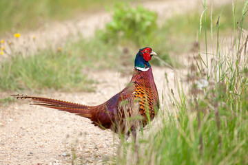 Wild male pheasant close up on track
