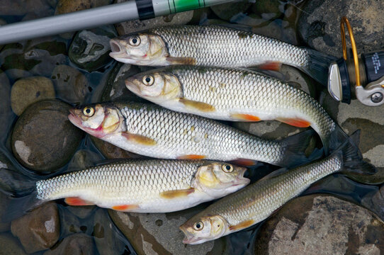 live fish chub caught in a mountain river lying on stones