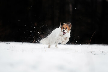 happy border collie dog running in the snow outdoors