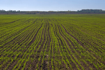 Fototapeta na wymiar shoots of winter wheat on the field on a sunny day