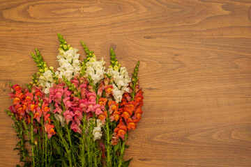 Background for invitations made with colored snapdragon flowers and brown wooden background