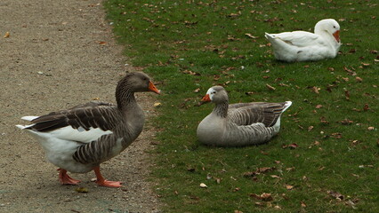 Water birds in Victoria Lake Reserve in Whanganui,Manawatu-Wanganui Region on North Island of New Zealand
