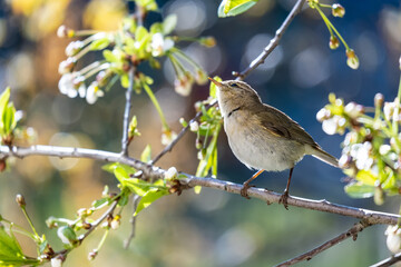 Little curious bird Booted warbler on a branch, on a blurry background of cherry flowers, on a sunny, spring day. Wildlife.