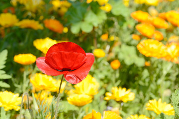 red field poppy in front of flower field in the nature