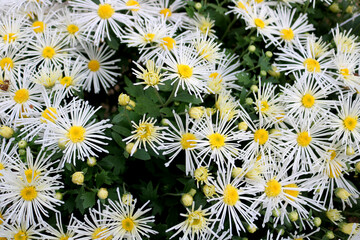 colorful flowers in the garden