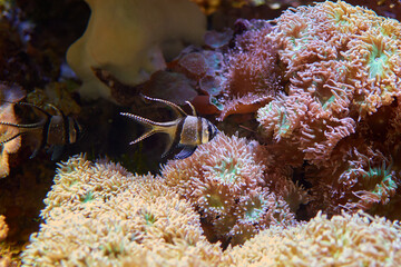 Great barrier reef fish on pink anemone and coral