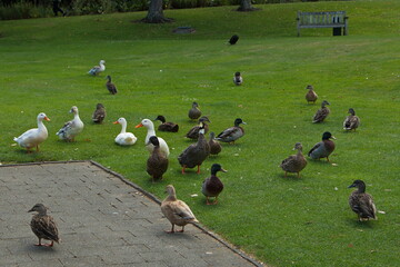 Water birds in Victoria Lake Reserve in Whanganui,Manawatu-Wanganui Region on North Island of New Zealand
