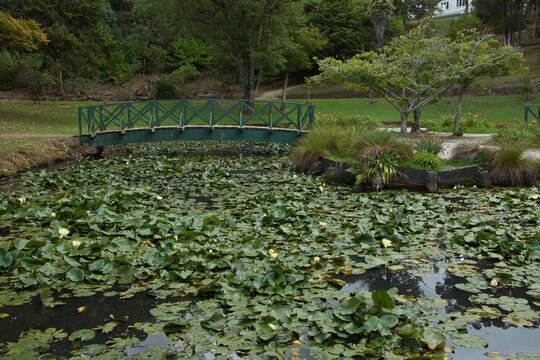 Wooden bridge in Victoria Lake Reserve in Whanganui,Manawatu-Wanganui Region on North Island of New Zealand
