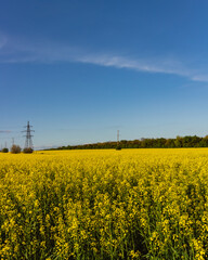 Blooming rapeseed field in spring