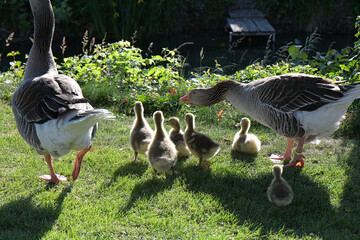 Gänse und ihr Nachwuchs © Tanja Voigt 