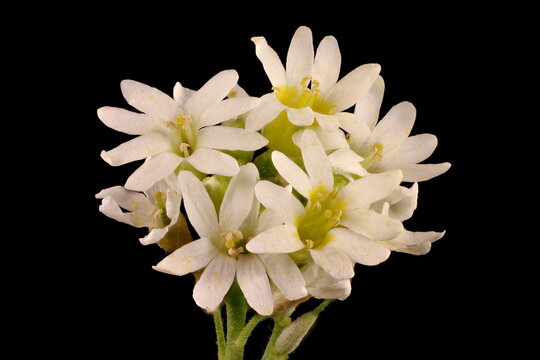 Hoary Alison (Berteroa incana). Inflorescence Closeup