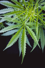 Growing cultivation of medical hemp cannabis marihuana with trichomes on black isolated background