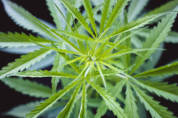 Growing cultivation of medical hemp cannabis marihuana with trichomes on black isolated background