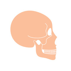 Human skull anatomy.