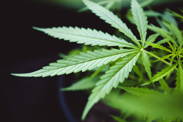 Naklejka na ściany i meble Growing cultivation of medical hemp cannabis marihuana with trichomes on black isolated background
