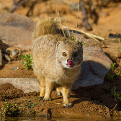 Yellow mongoose drinking
