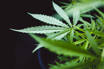 Growing cultivation of medical hemp cannabis marihuana with trichomes on black isolated background