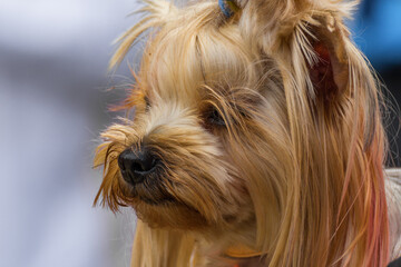 Yorkshire Terrier on abstract blurred background