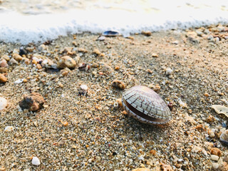 A beautiful and outstanding shell on Pattaya beach in Chonburi, Thailand.