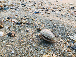 A beautiful and outstanding shell on Pattaya beach in Chonburi, Thailand.