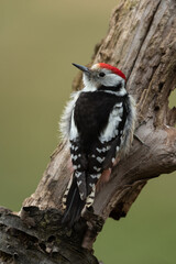 Middle spotted woodpecker sitting on a tree trunk
