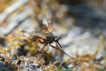 Close-up of a dagger fly sitting on a piece of moss. Empididae, dagger fly, balloon fly, dance fly