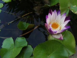 Scenic purple water lily in little pond