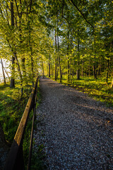 Piękny wschód słońca w nadmorskim parku. Promienie wschodzącego słońca przebijające przez korony drzew. © R_Szatkowski