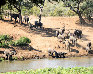 Elephant herd going to river to drink