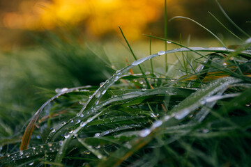 water drops on the grass