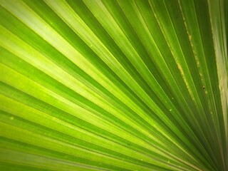 Full frame of palm leaf, green palm leaf background.