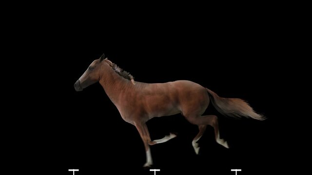 Red chestnut horse jumping realistic animation. Isolated animal video including alpha channel allows to add background in post-production. Element for visual effects.