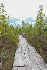 path in the forest