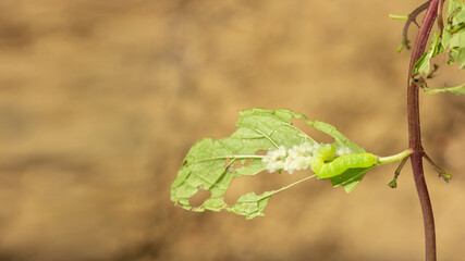 Caterpillar with eggs on leaf