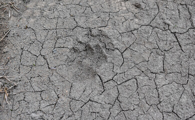 The texture of dry land is cracking due to a summer drought. Crust background