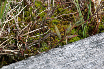 lizard