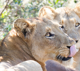 Lion eating a buffalo calf 