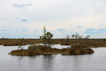 tree on the river