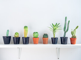 Green cactus in concrete pots on white shelf.