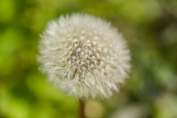Spring background with dandelion